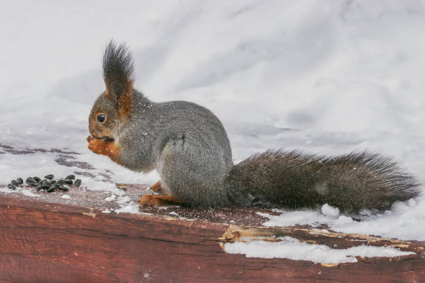 Cute squirrel eating some nuts at the Vietnam Veterans Memorial in Washington DChttp://www.vela-photo.com/istock/family.jpg