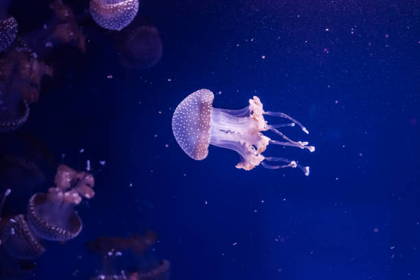 istock Australian spotted jellyfishes in the water. 1211384804