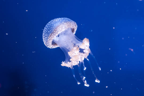 istock Australian spotted jellyfish in the water. 1211384946