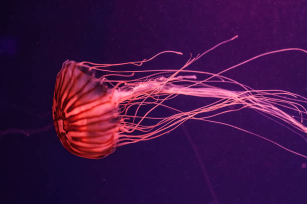 istock Atlantic sea nettle jellyfish in the water. 1211385084