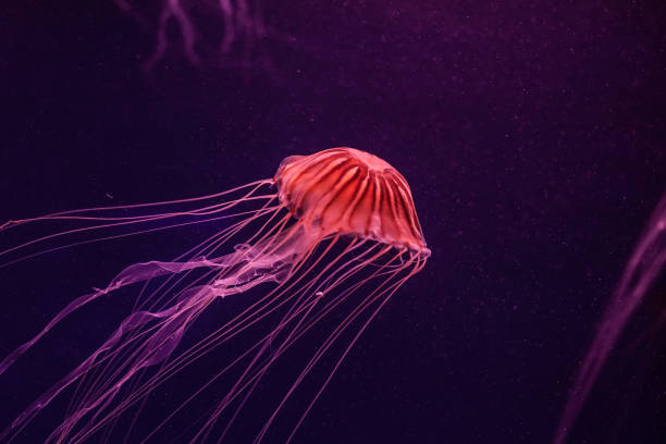 istock Atlantic sea nettle jellyfish in the water. 1211385145