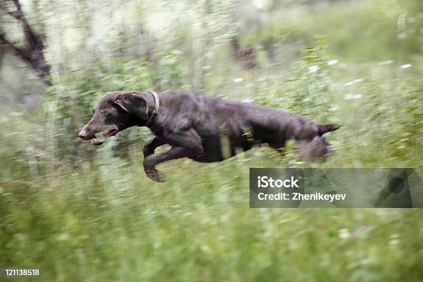 Photo libre de droit de Saut Chien banque d'images et plus d'images libres de droit de Amour - Amour, Animal femelle, Animal mâle