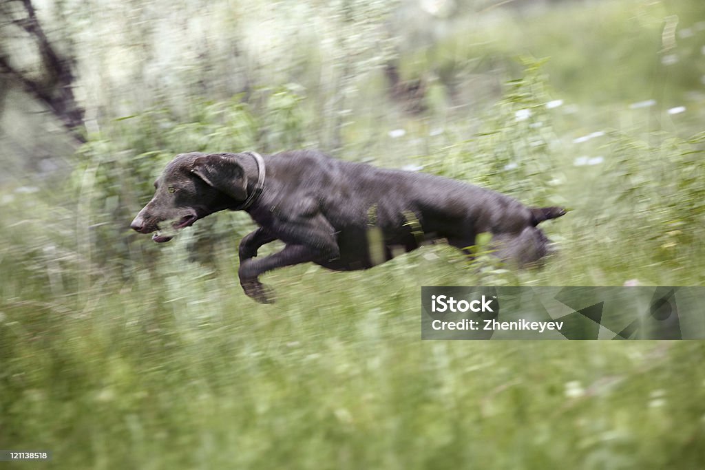 Cane saltare - Foto stock royalty-free di Ambientazione esterna