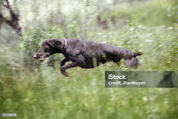Cane Saltare - Fotografie stock e altre immagini di Ambientazione esterna - Ambientazione esterna, Amore, Animale