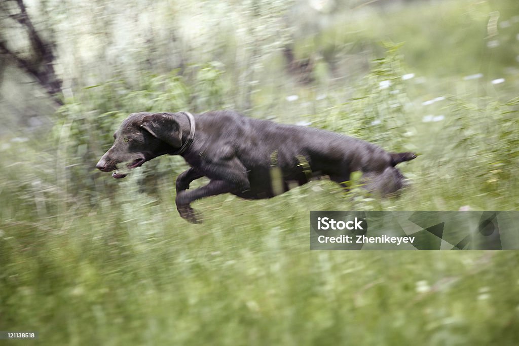 Прыжки собака - Стоковые фото Бегать роялти-фри
