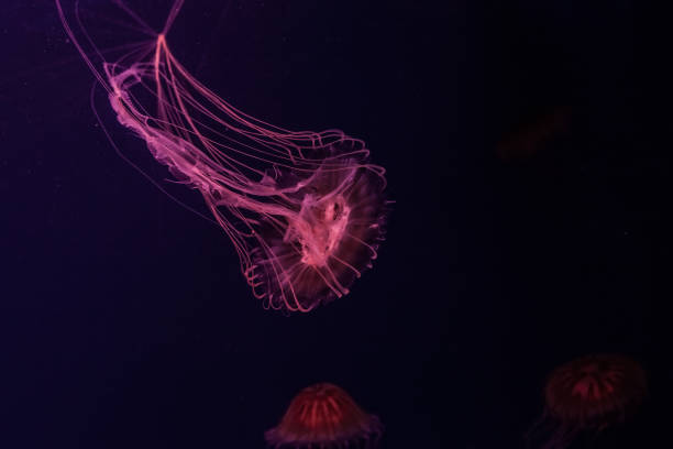 istock Atlantic sea nettle jellyfish in the water. 1211385187