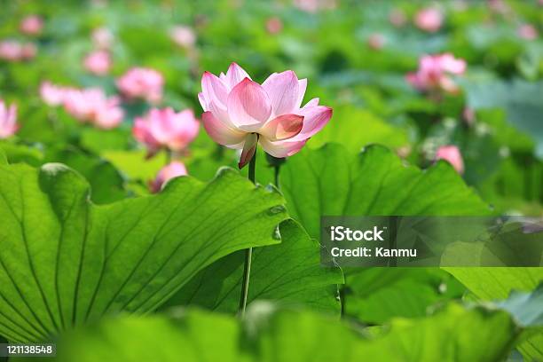 Sommer Lotusteiche Stockfoto und mehr Bilder von Blatt - Pflanzenbestandteile - Blatt - Pflanzenbestandteile, Blume, Blütenblatt