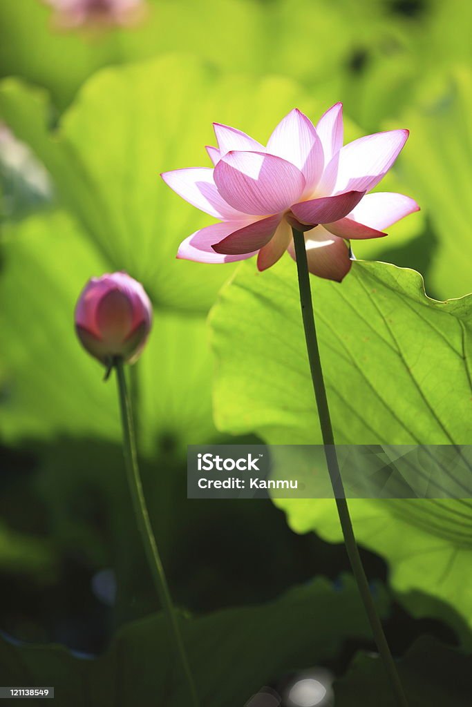 lotus d'été - Photo de Asie de l'Ouest libre de droits