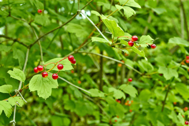 istock Bright beautiful background of red berries 1211386252