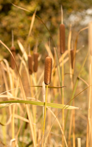 istock Reed plant in autumn 1211386637