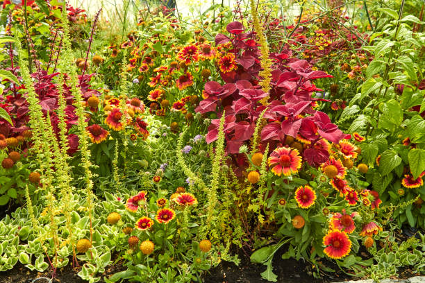 istock Summer blooming flowers in Arnhem. Netherlands July 1211386706