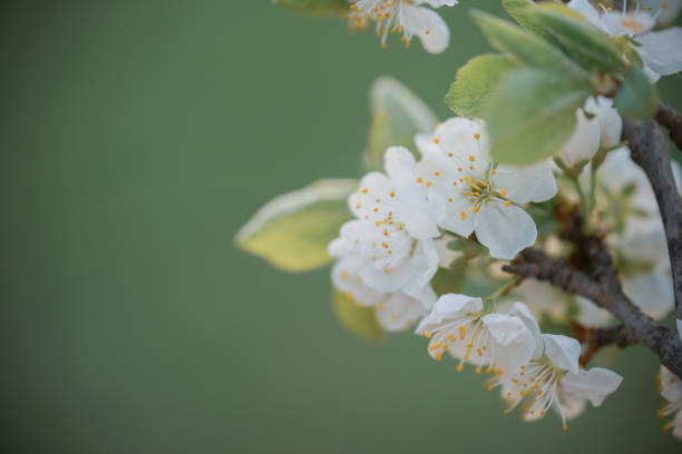 flores de primavera - flower single flower defocused growth fotografías e imágenes de stock