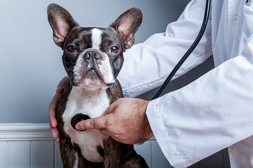 Médico veterinario que examen el corazón del perro boston terrier con estetoscopio photo