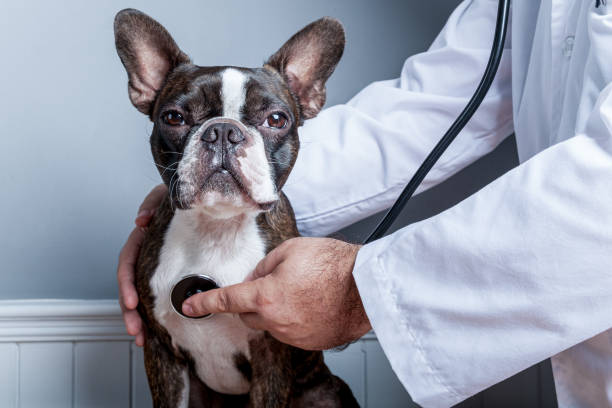 médico veterinario que examen el corazón del perro boston terrier con estetoscopio - veterinary medicine fotografías e imágenes de stock