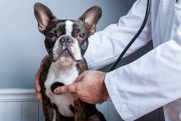 청진기를 가진 개 보스턴 테리어의 마음을 시험하는 수의사 - 동물 병원 뉴스 사진 이미지