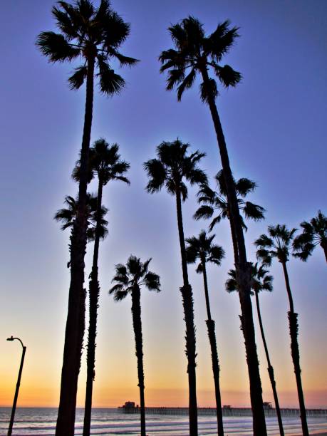 istock Silhouette Palm Trees On Beach Against Sky During Sunset 1211386778
