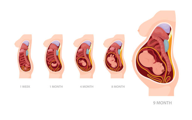 normale schwangerschaft anatomie stadien von der empfängnis bis zur geburt. - human pregnancy uterus abdomen man woman stock-grafiken, -clipart, -cartoons und -symbole