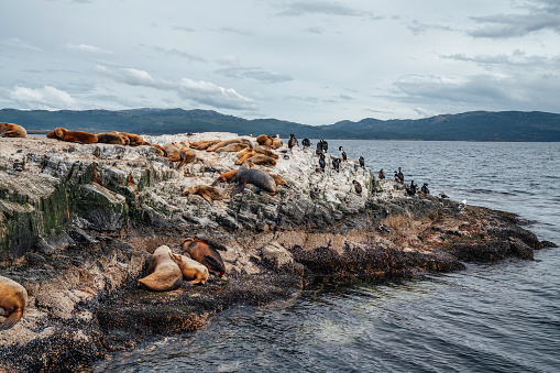 Group of sea lions having a nap on a rock near Ushuaia together with some cormorants, Patagonia.