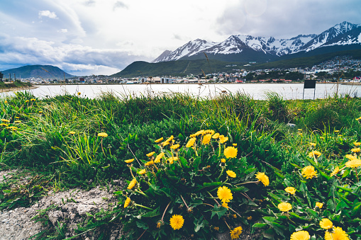 Bahia Encerrada in Ushuaia, Patagonia. Snowcapped mountains in the background. Yellow flowers in the foreground.