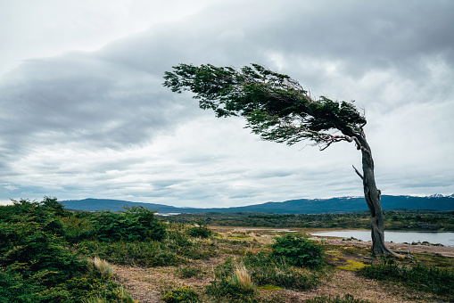 Tree bent by the wind near Ushuaia in Patagonia, Argentina