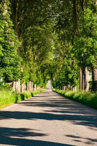 istock Long straight road with trees on both sides 1211388700