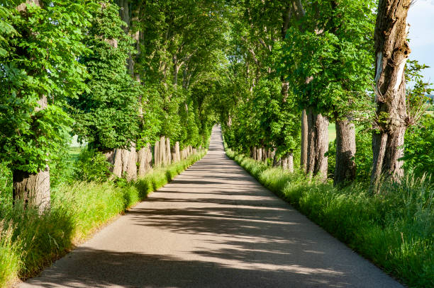 istock Long straight road with trees on both sides 1211388733