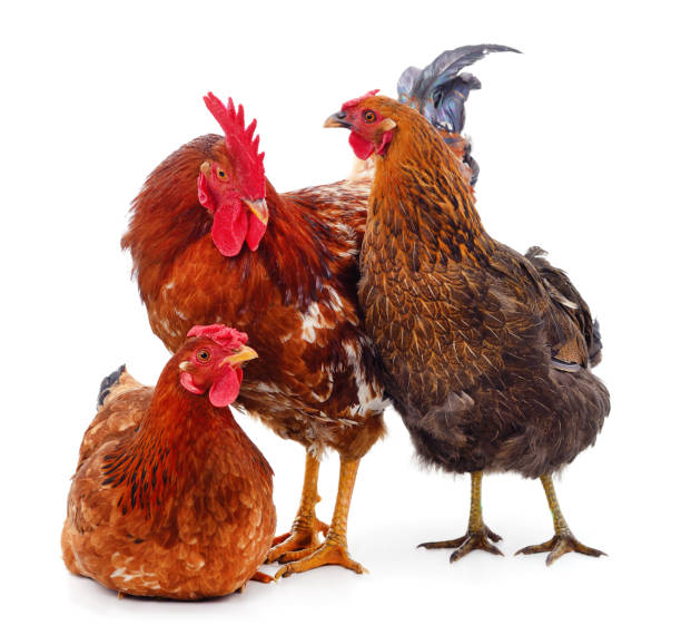 tre polli marroni. - chicken friendship three animals color image foto e immagini stock