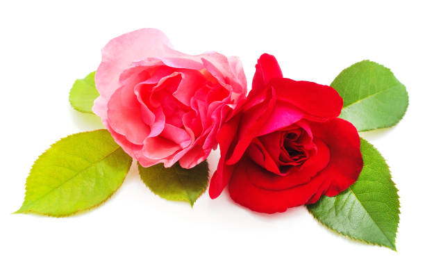 istock Beautiful pink and red roses. 1211389081