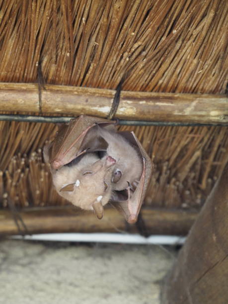 istock Bat hanging from thatch rafters in day 1211389116