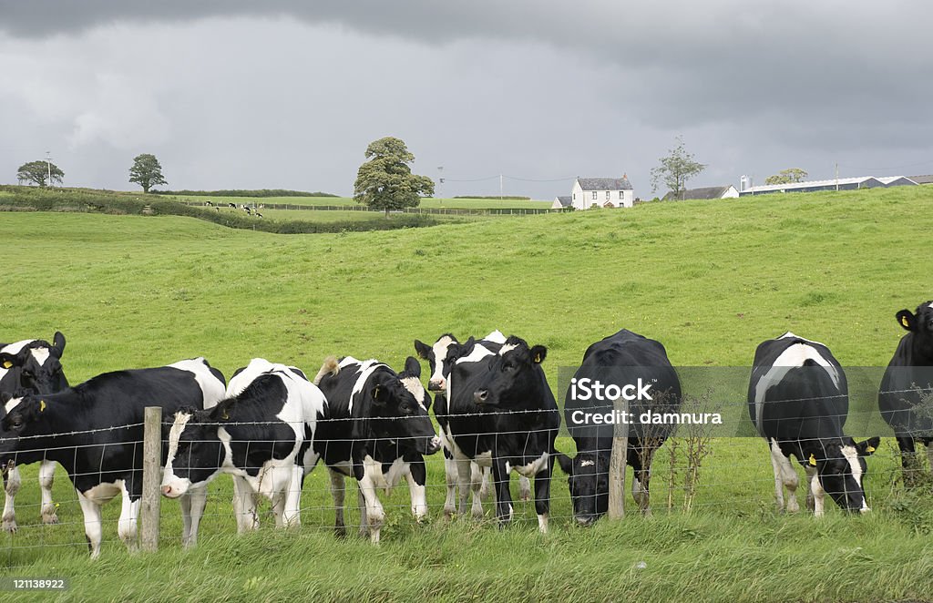 Caseificio bianco e nero mucca - Foto stock royalty-free di Agricoltura