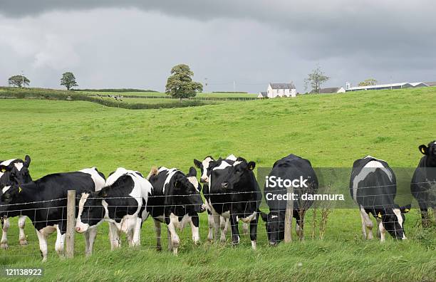 Caseificio Bianco E Nero Mucca - Fotografie stock e altre immagini di Agricoltura - Agricoltura, Ambientazione esterna, Animale