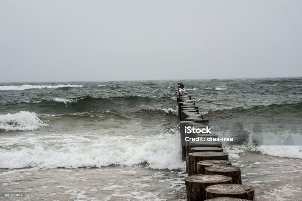 Seagulls and cormorants on the wooden breakwater on a stromy day. Baltic sea in Poland Animal Stock Photo