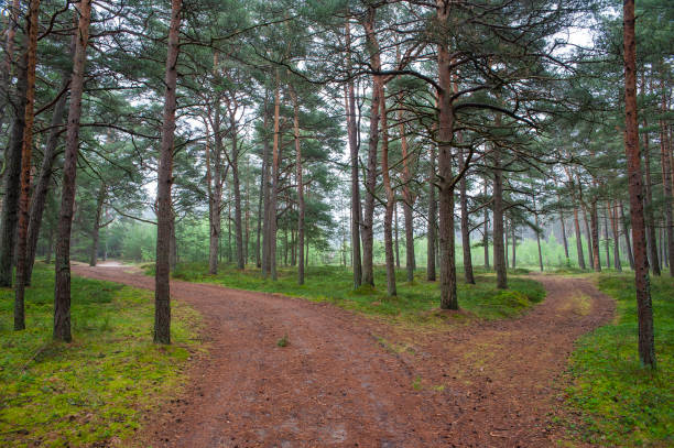 Beautiful pine forest on the Baltic sea seaside. Poland