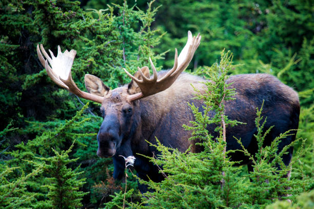 istock A moose in the woods 1211391585