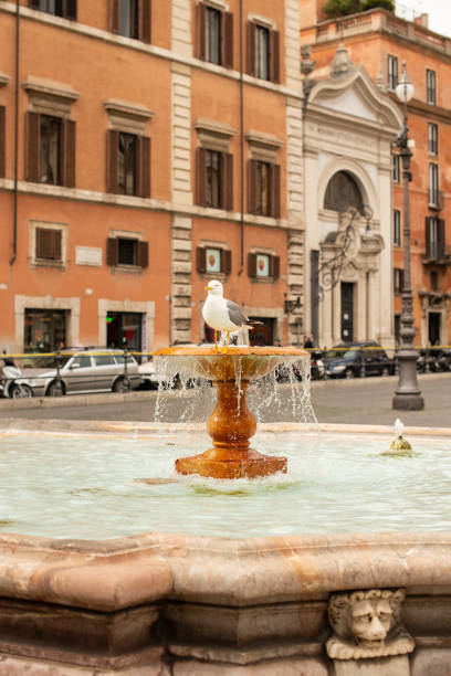 Rome. Italy - March 22, 2017: Seagull in Fountain in Rome.