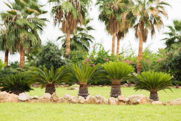 istock Tropical Garden with Palm Tree and Other Plants. 1211393312