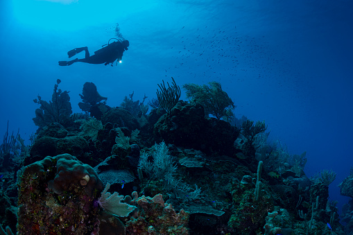 Caribbean marine life and a woman scuba diving in Cayman Brac - Cayman Islands