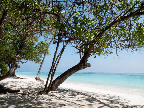 istock Indian Ocean on Maldives Islands. View Through Trees. 1211394159