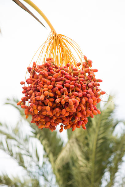 istock Date Palm Branches with Ripe Dates. Cyprus. 1211394177