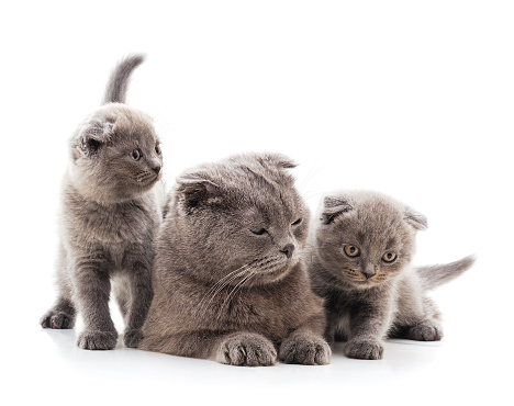 Three gray cats isolated on a white background.