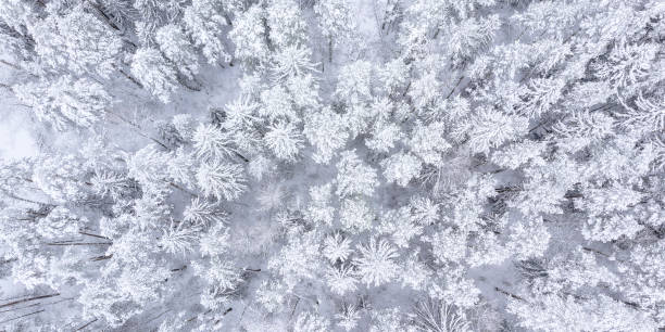 istock Beautiful landscape with trees under snow 1211395185