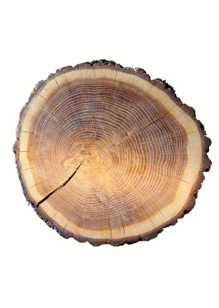 istock Wooden trunk slice cut from the tree on white background . 1211395821