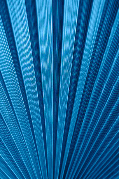 istock Bright blue leaves top view minimalistic background 1211396991
