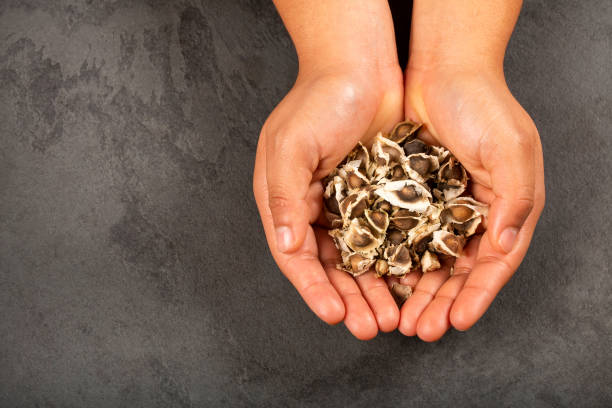 istock Hands holding moringa seeds - Moringa oleifera 1211401771