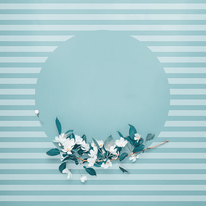 Creative layout with blooming apple tree on a blue background. Flat lay. Concept - spring minimalism.