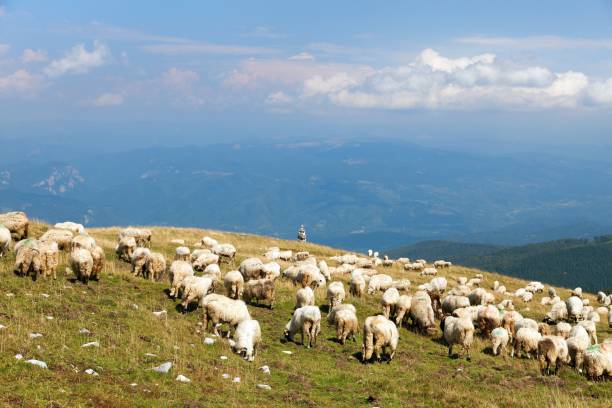 istock herd of sheep, typical farm animal on mountains 1211405010