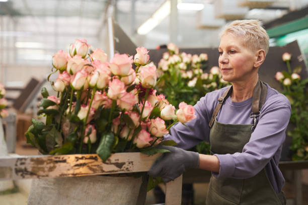 женщина посадки роз - gardening women florist flower стоковые фото и изображения