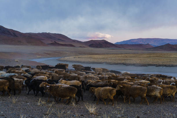 istock Goats on pasture in  Mongolia at sunset 1211405104