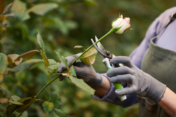 istock Woman cutting rose 1211405226