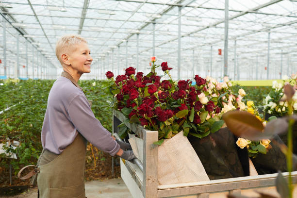 istock Gardener picking up roses 1211405639